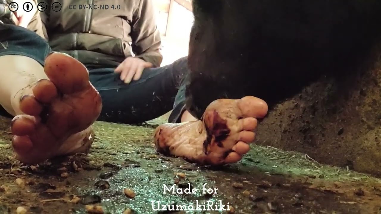 Cow licking teachers soles and toes