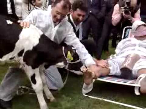 cow licks feet ayak yalayan inek