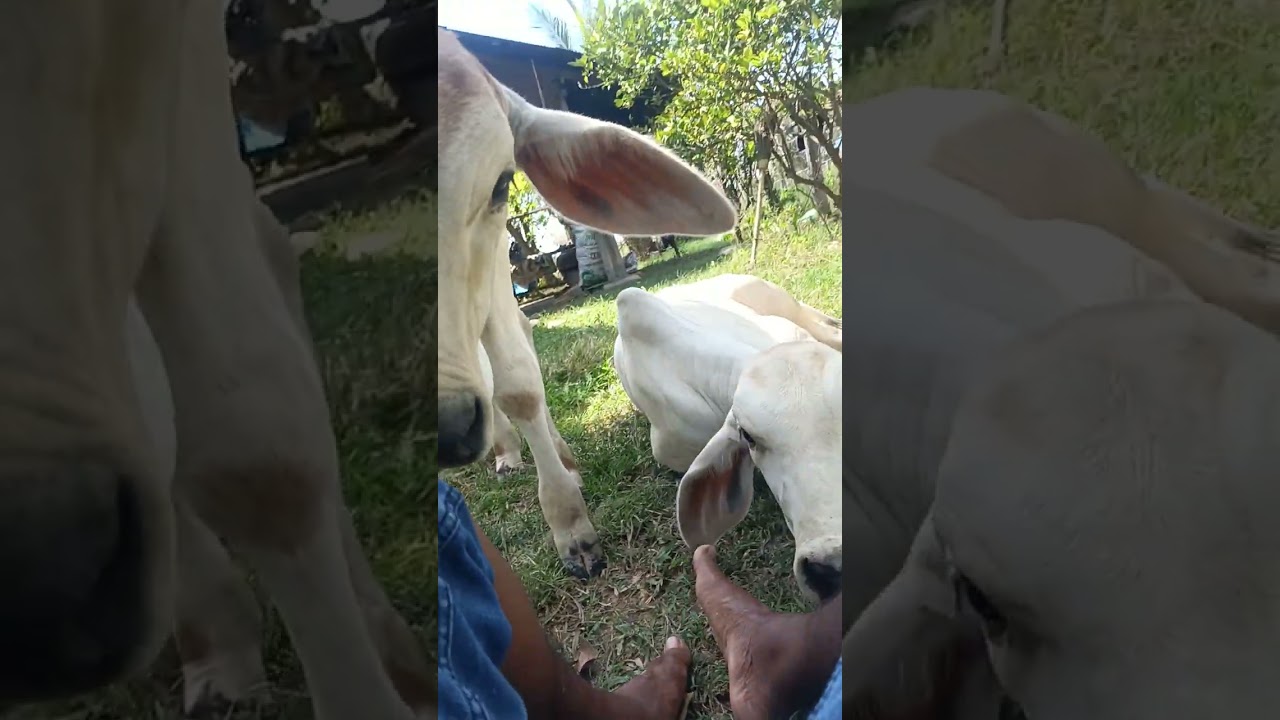Cow lid my foot 🦶 #shorts