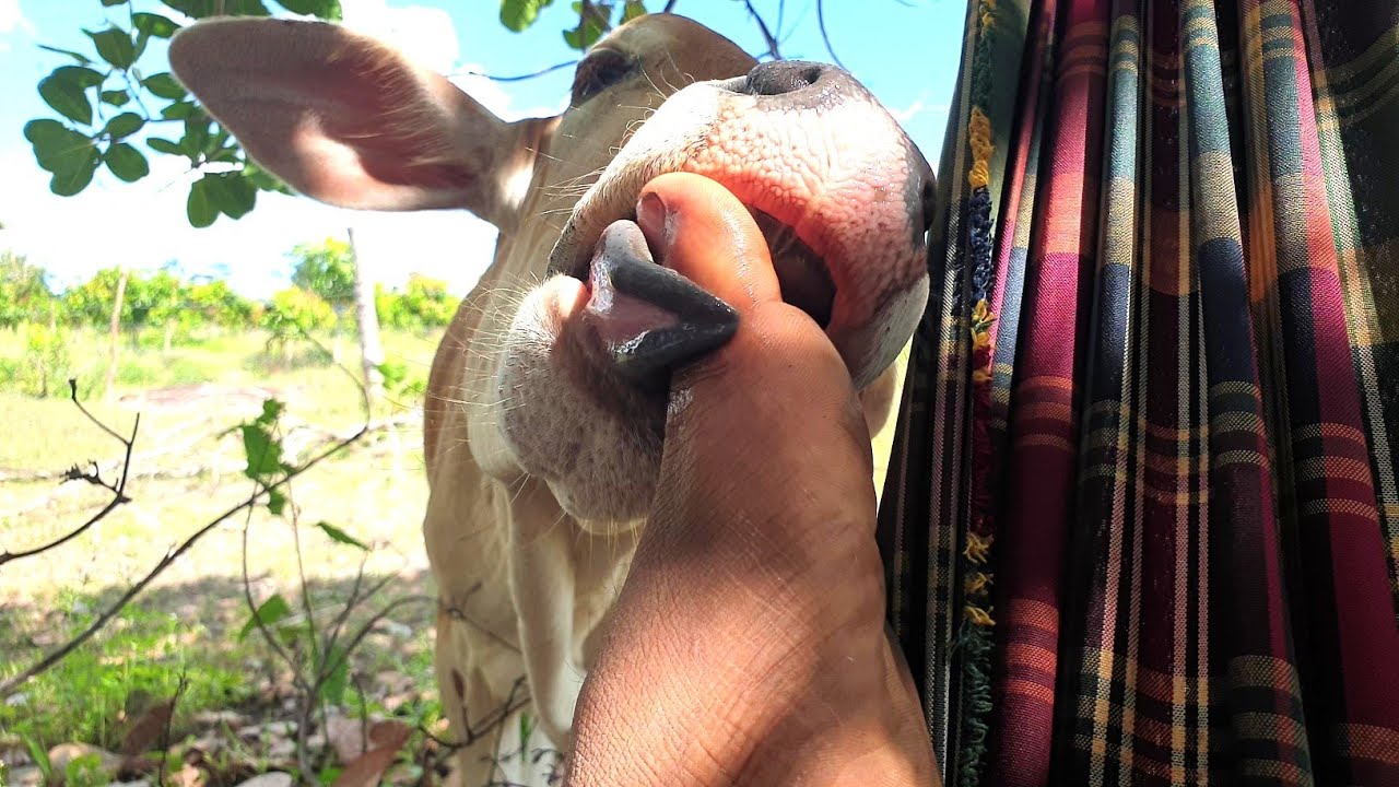 Cows want to eat my feet | cow funny