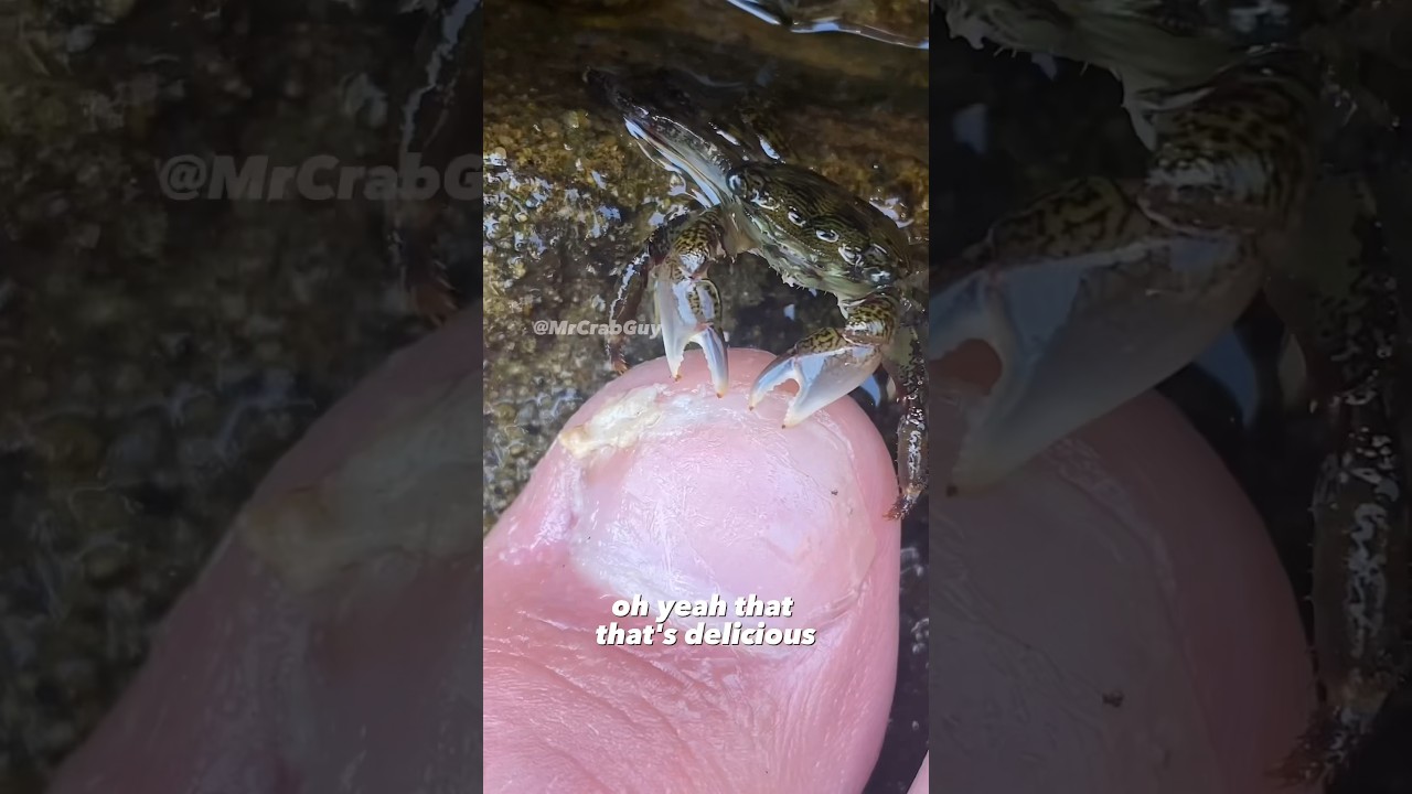 Crab ASMR Sounds | Crab Pedicure ASMR 🤯🦀✨🦶