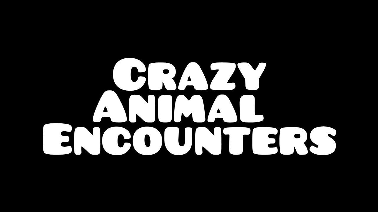 Crazy Animal Encounters Compilation!!! #animals #wildlife #compilation