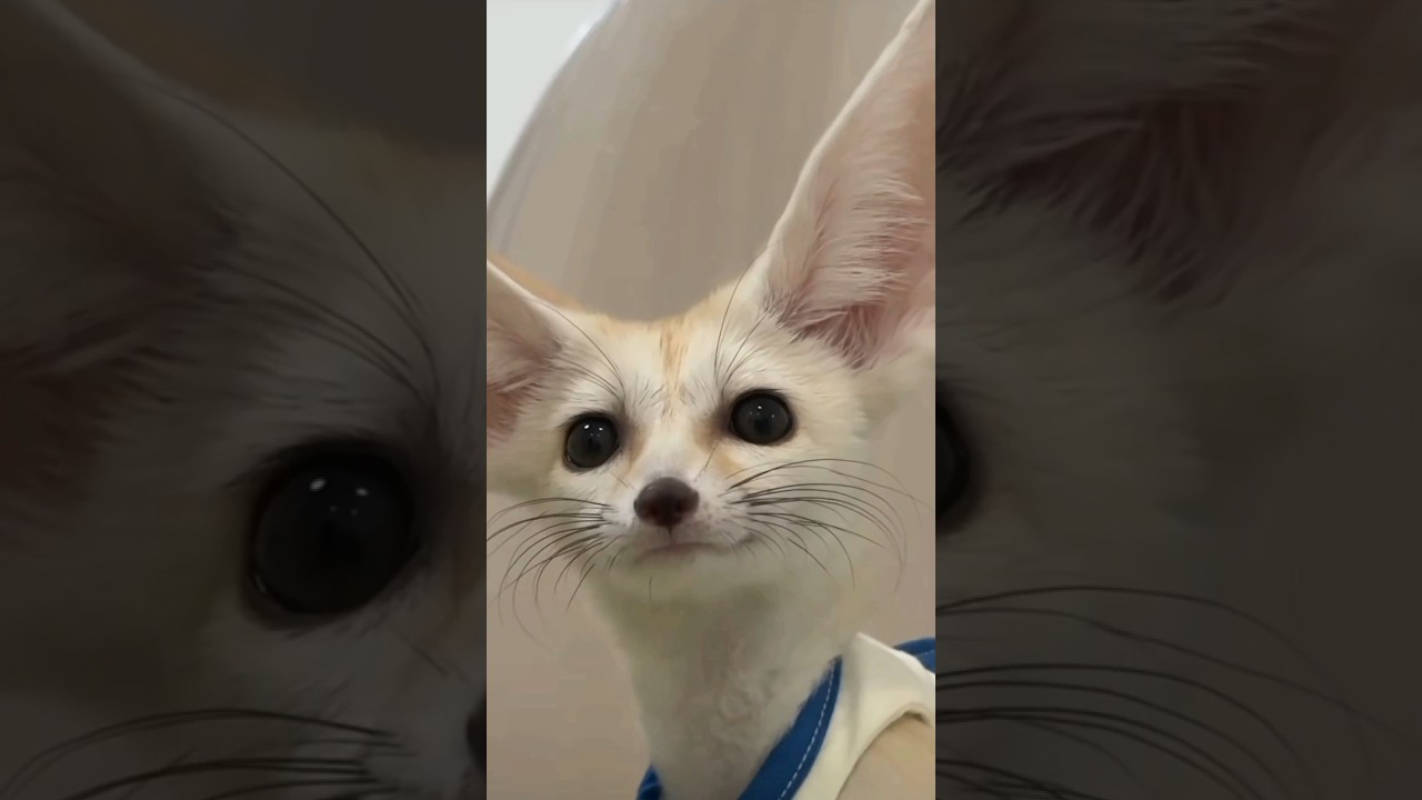 crazy Fox, 5, 2024 #crazyfox #foxnews #foxanimals #petcare002024
