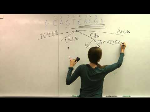 Creating the Suffix Tree - Conceptually