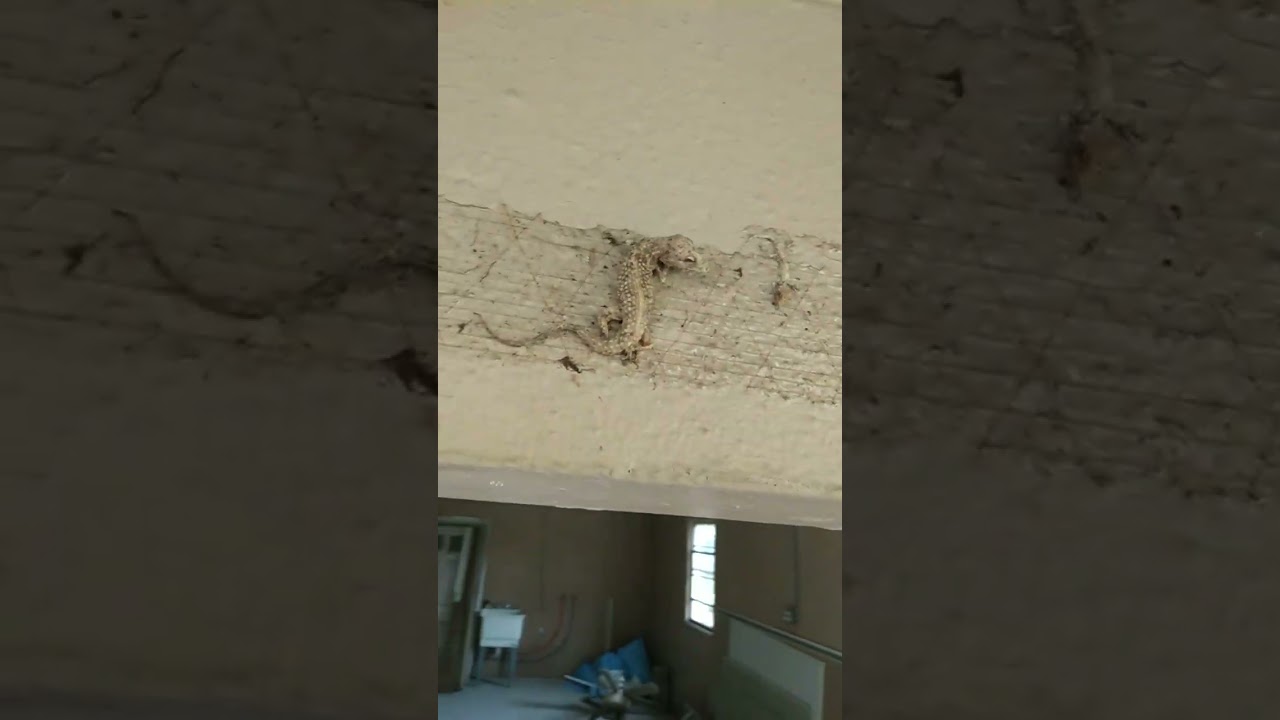 creepy lizard trap