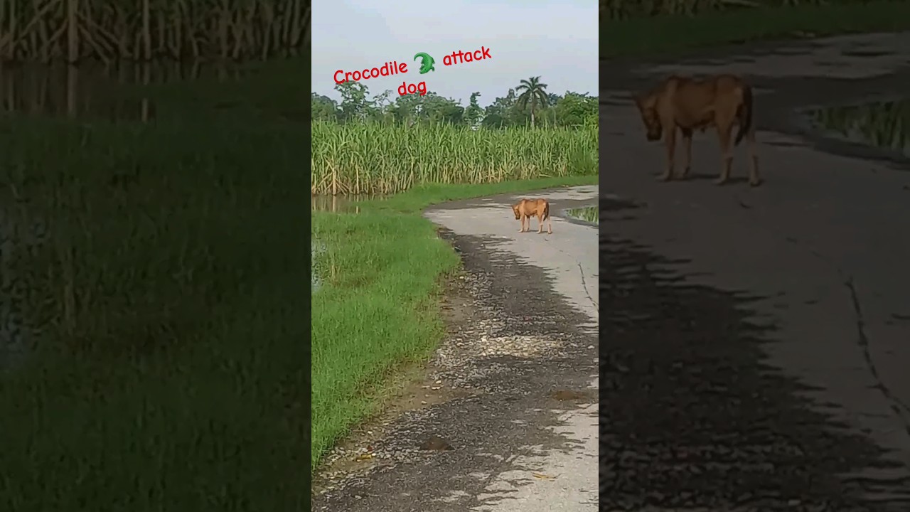 Crocodile 🐊 attack dogs 😱😱. #shorts #short #crocodile #aligator #dog #attack