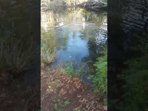 Crocodile attacks dog