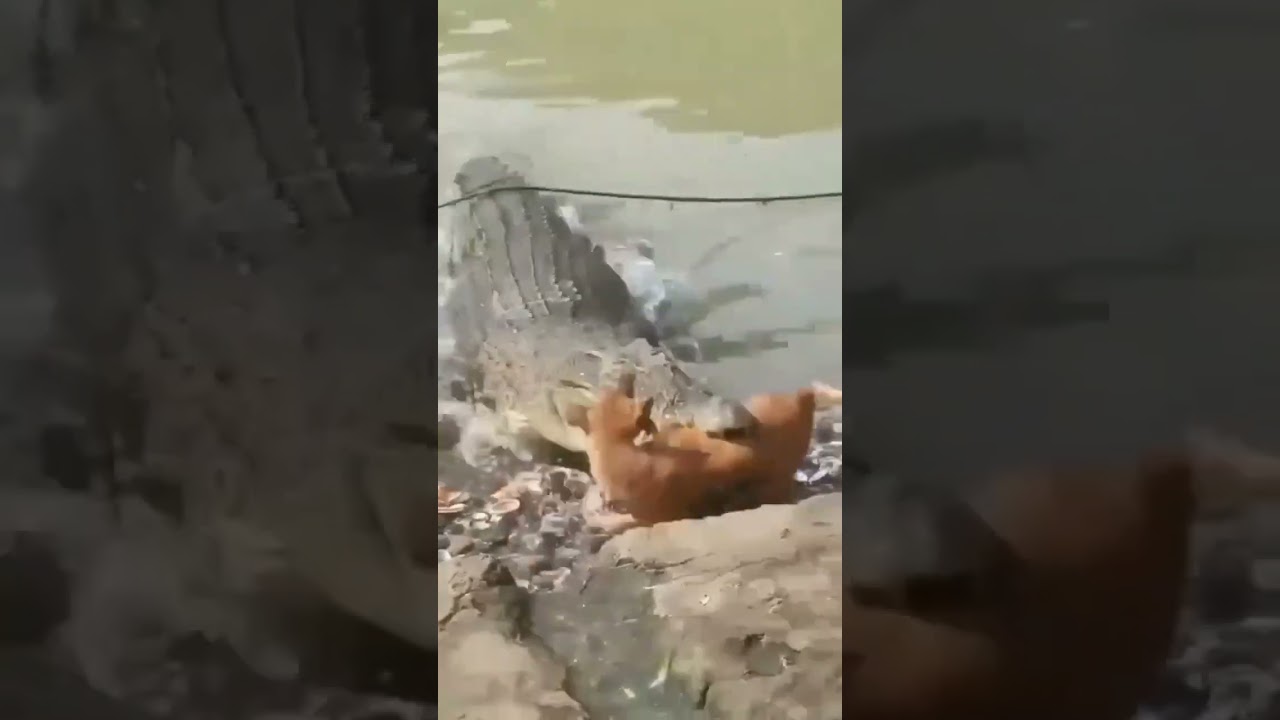 Crocodile eat dog 16 Nov 2024. #shorts #viral