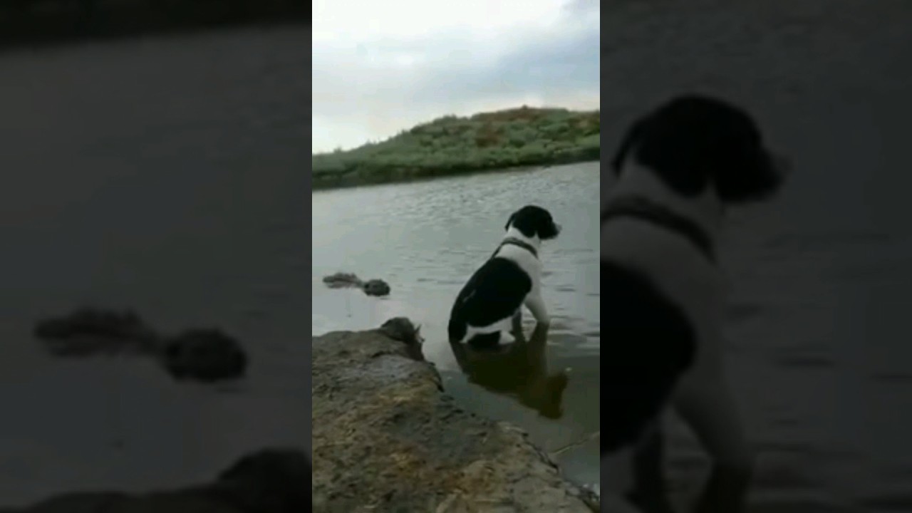 Crocodile Eats Dog😢