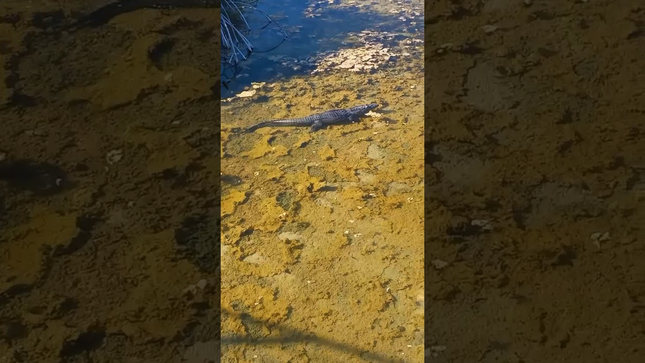 Crocodile in Bacalar Mexico #mexico #travel #walking #corcodile