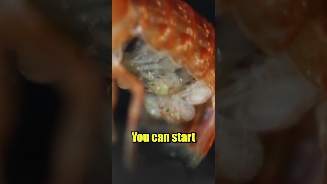 CRUSH the Crawfish