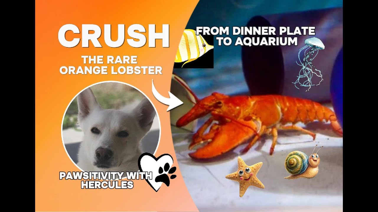 🦞🏈Crush the Orange Lobster: From Dinner Plate to Aquarium Star!