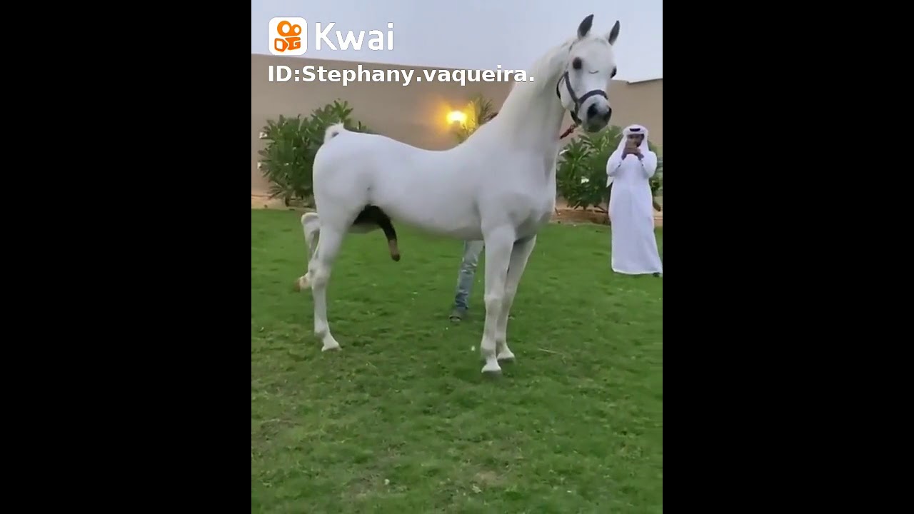 cruza de cavalo