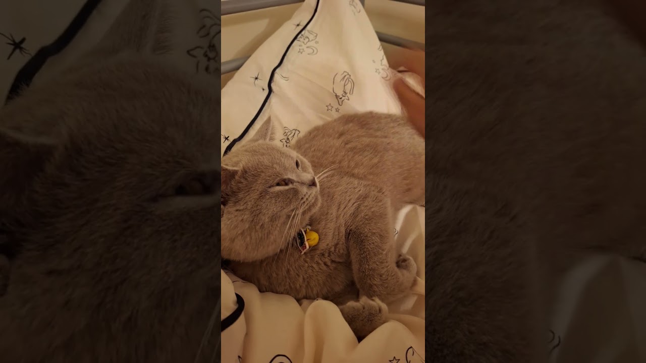 Crystal kitty on my bed