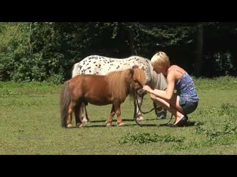 C®uel women riding horse. Part-40#Leder​ #pony​ #reiten​ #ponyriding​#ponyreiten​#sheep​#sheepriding