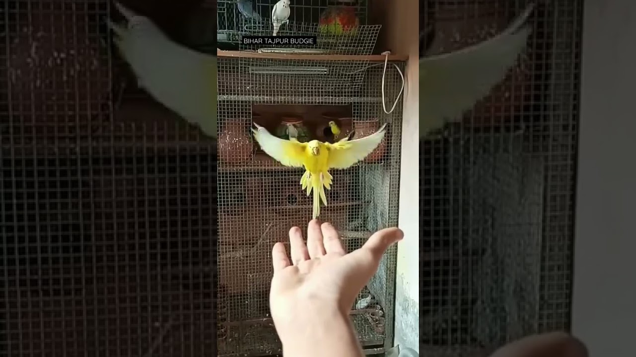 cute budgies hand tame | bihar bujrigar | #budgies #shorts #bihar #tajpur #samastipur #budgie #love