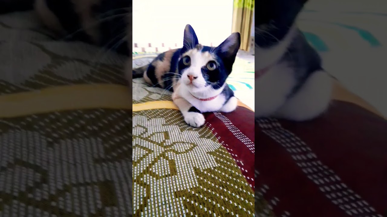Cute Cat | Yasmin's free time #shorts #catsvideo #viralshorts #kitten #simba