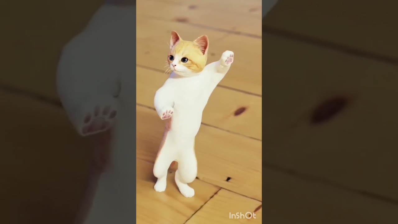 cute cat dance ☺️#finnyvideo #cute#shorts #viral #shortfeed #ytshorts #creativeshorts908#viralvideo😻