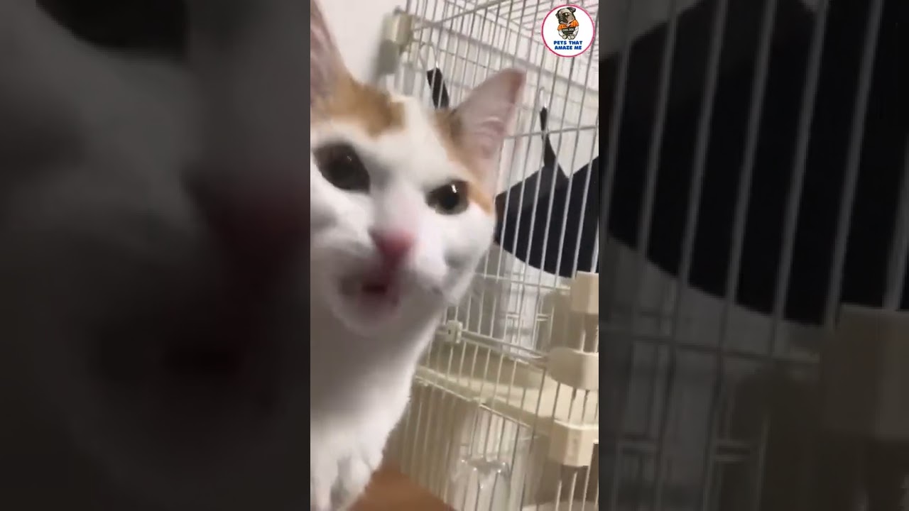 Cute Cat Kissing Armpit 😸😱 #shorts