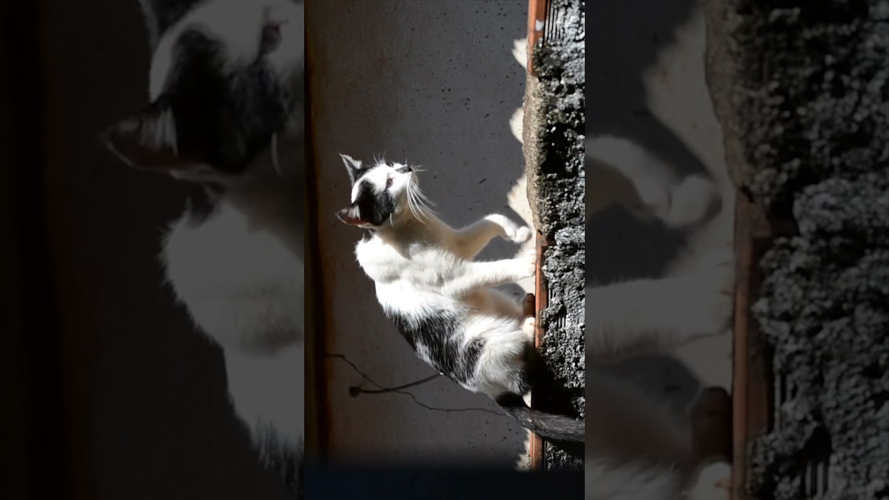 Cute cat on the wall #pet #animal #cute #cat #wall #short #trending