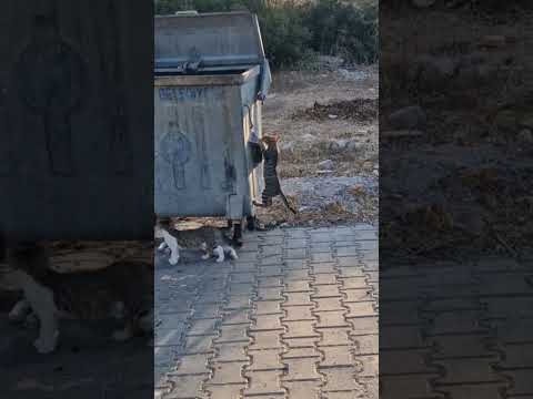 cute cats jumping in the bin