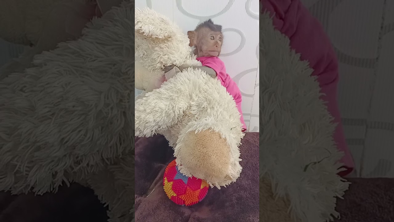 cute coco love to hugs bear doll #coco,#lovebaby,#animals,#babymonkey,#monkeyscute