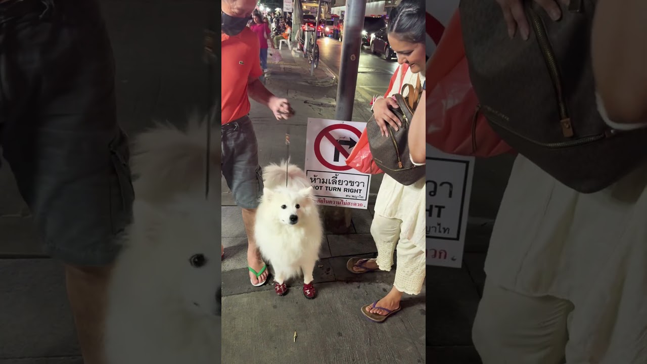 Cute friend found in Thai market #song #coversong #music #bollywood #singga #viralsong #popularsong