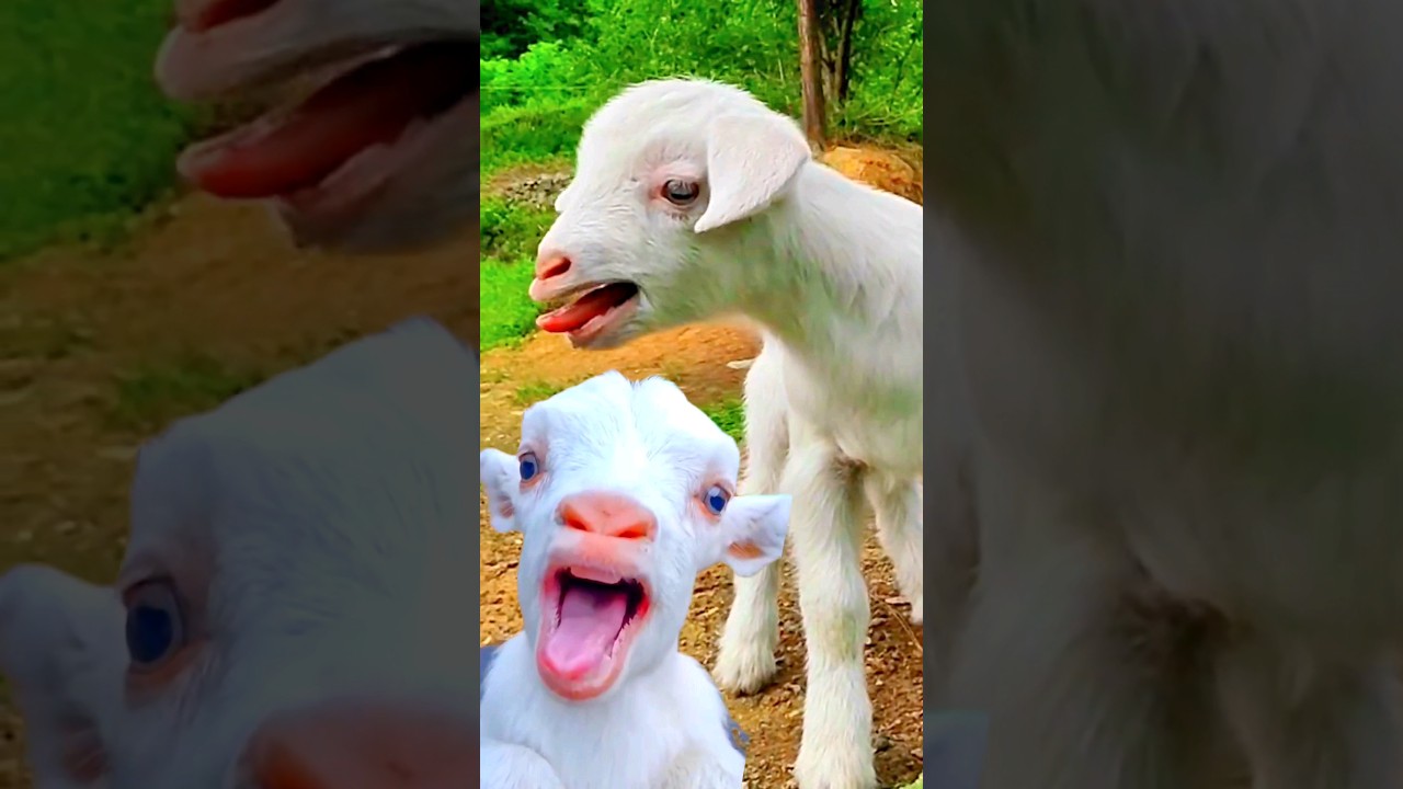 Cute Goat KID & Puppy 🥰❤️