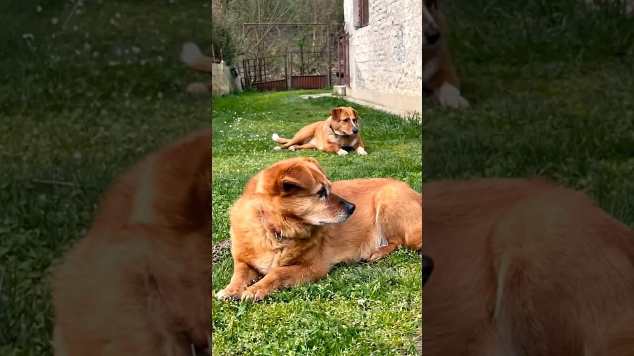cute golden retriever Dogs playing adorable video #dog #pets #dogvideos #cutedog #trending #shorts