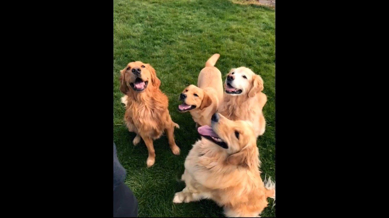cute golden retriever Dogs playing #dog #goldenretriever #dogs #dogvideos #trending #pets #shorts