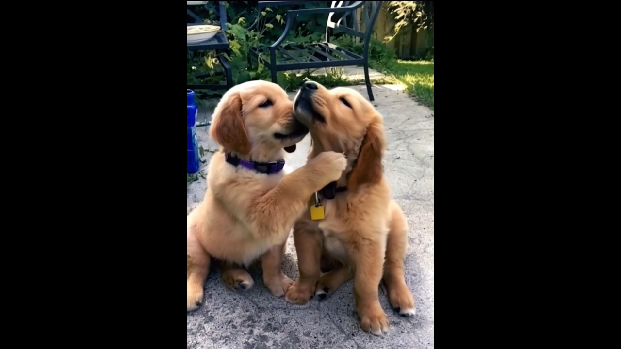 cute golden retriever puppies playing cute video #dog #puppy #cutedog #doglover #trending #shorts