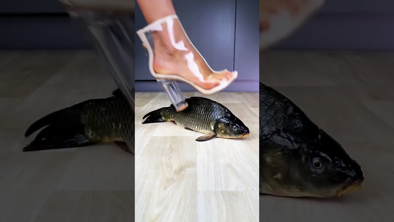 Cute heel boots vs whole fish 🐟