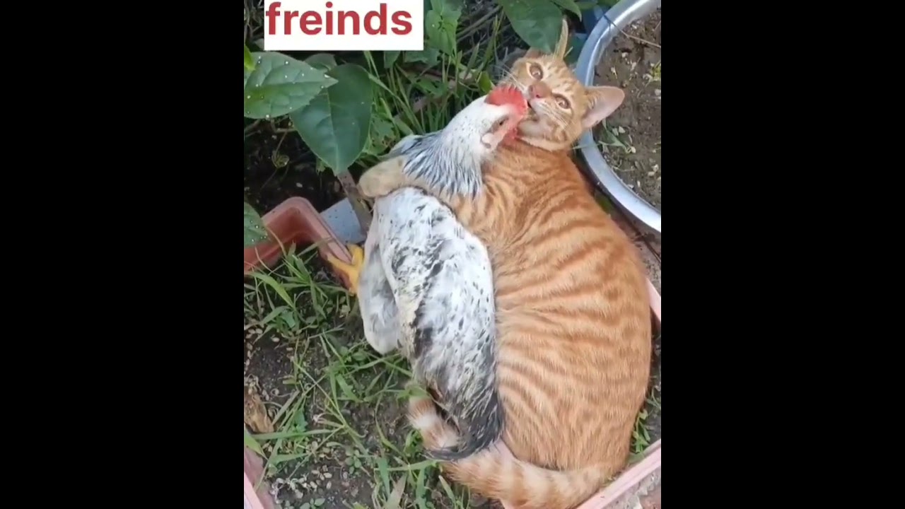 cute movement s each other #viral #cats #shorts #short