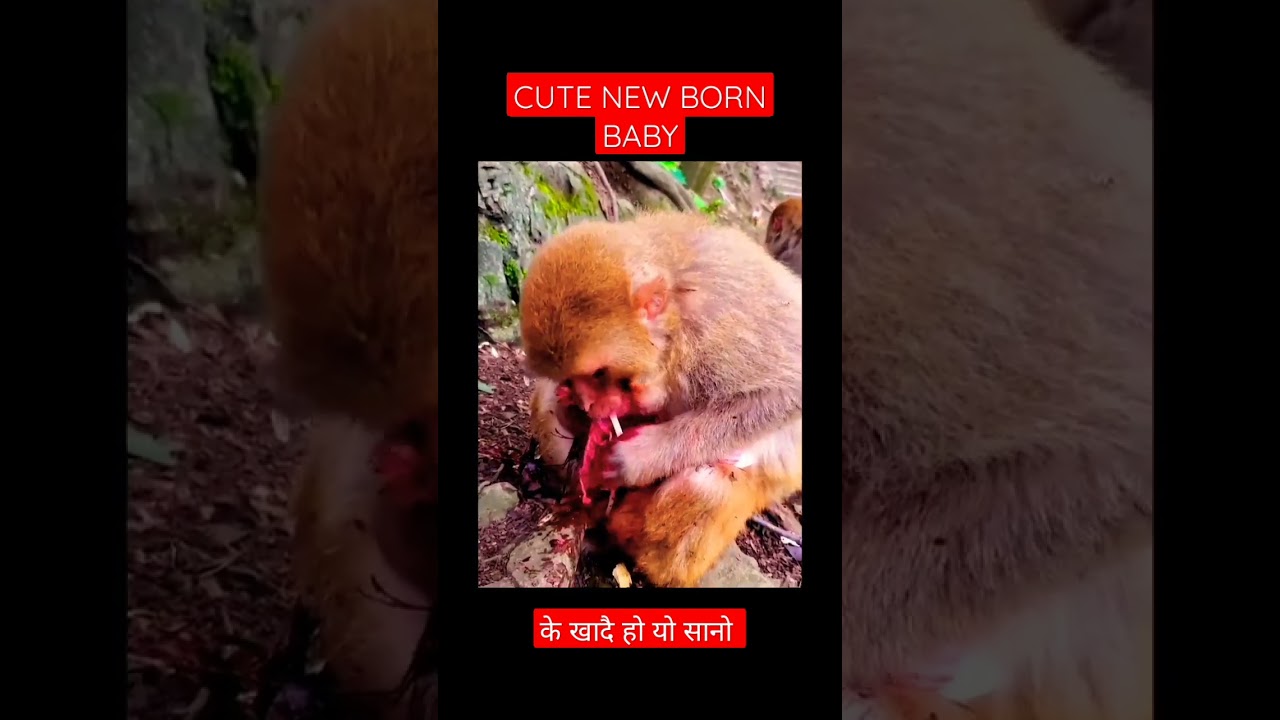 Cute new burn baby #monkey #shortsfeed #shortsvideo #viral #tiktok #animals #monkeyworld
