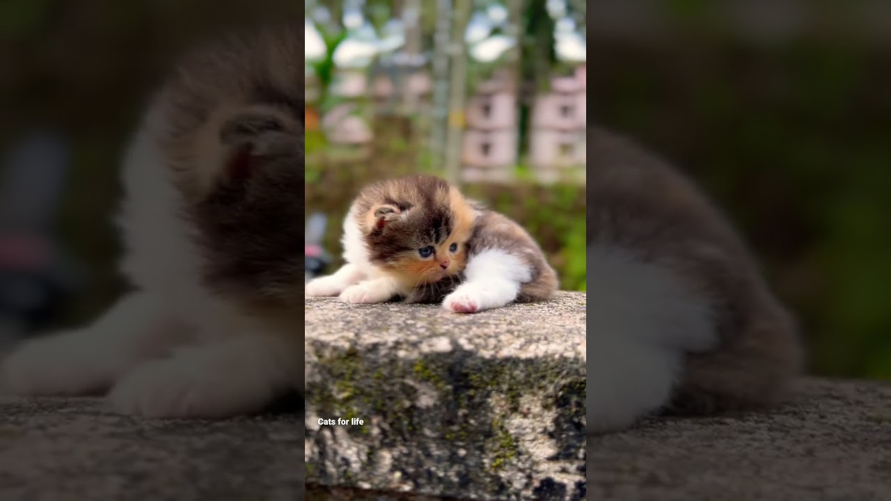 Cute Persian Cat Baby 🥰 |   persian cat for sale