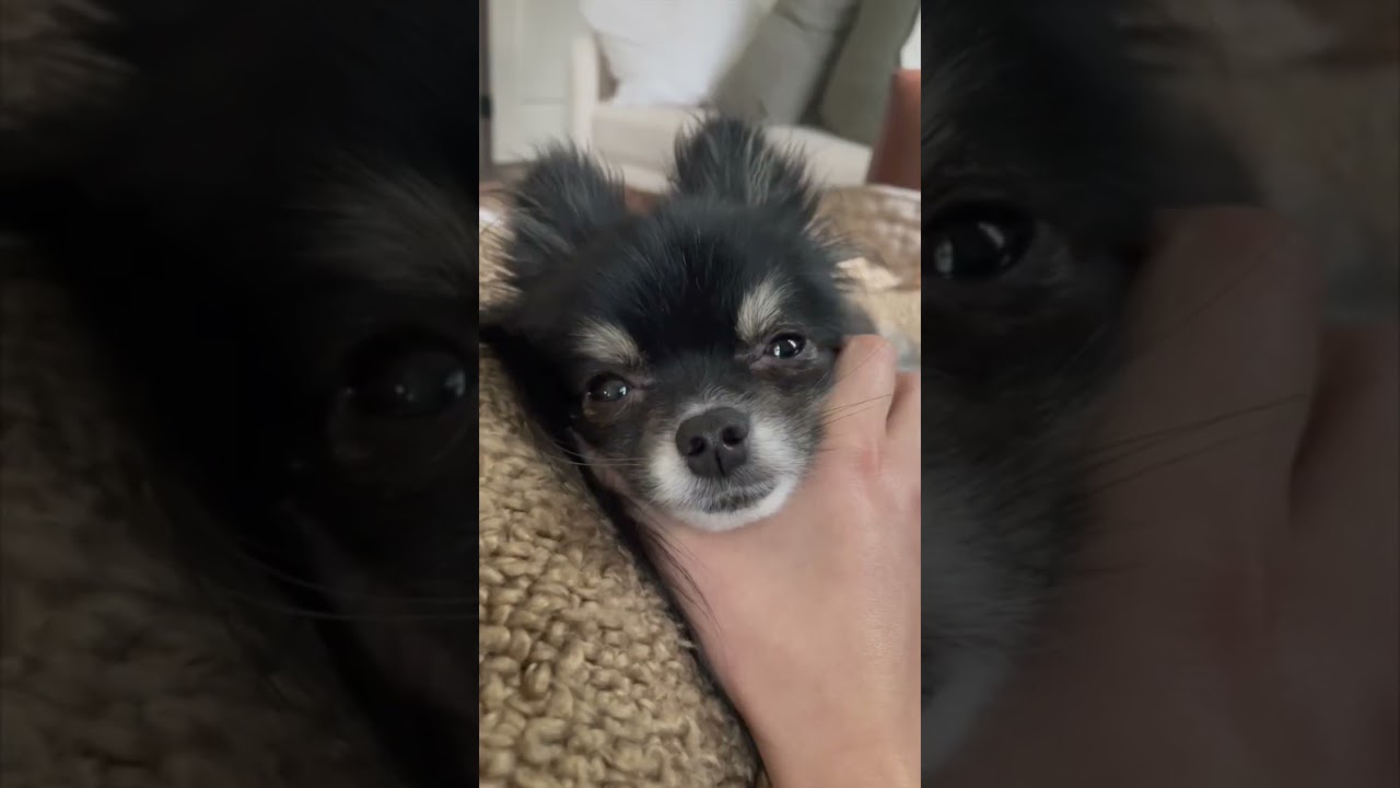 Cute Pomeranian Dog in His Happy Place 🥹🥹🥹 #shorts #puppy #love