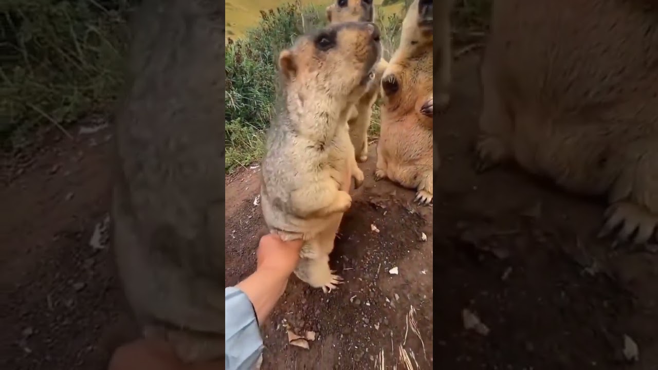 #cute #tiktok #foryou #catoftiktok