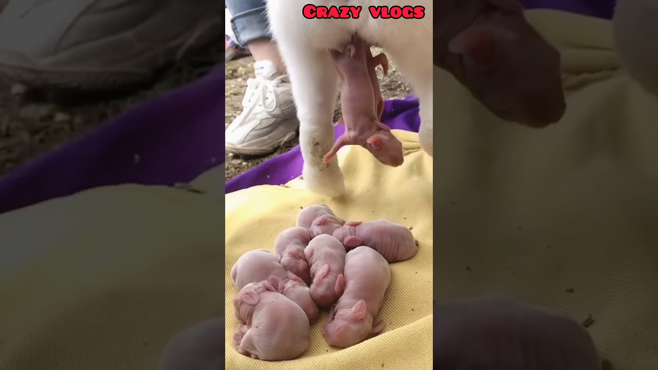 cute white baby rabbit 🐇#rabbit #trending #ytshorts