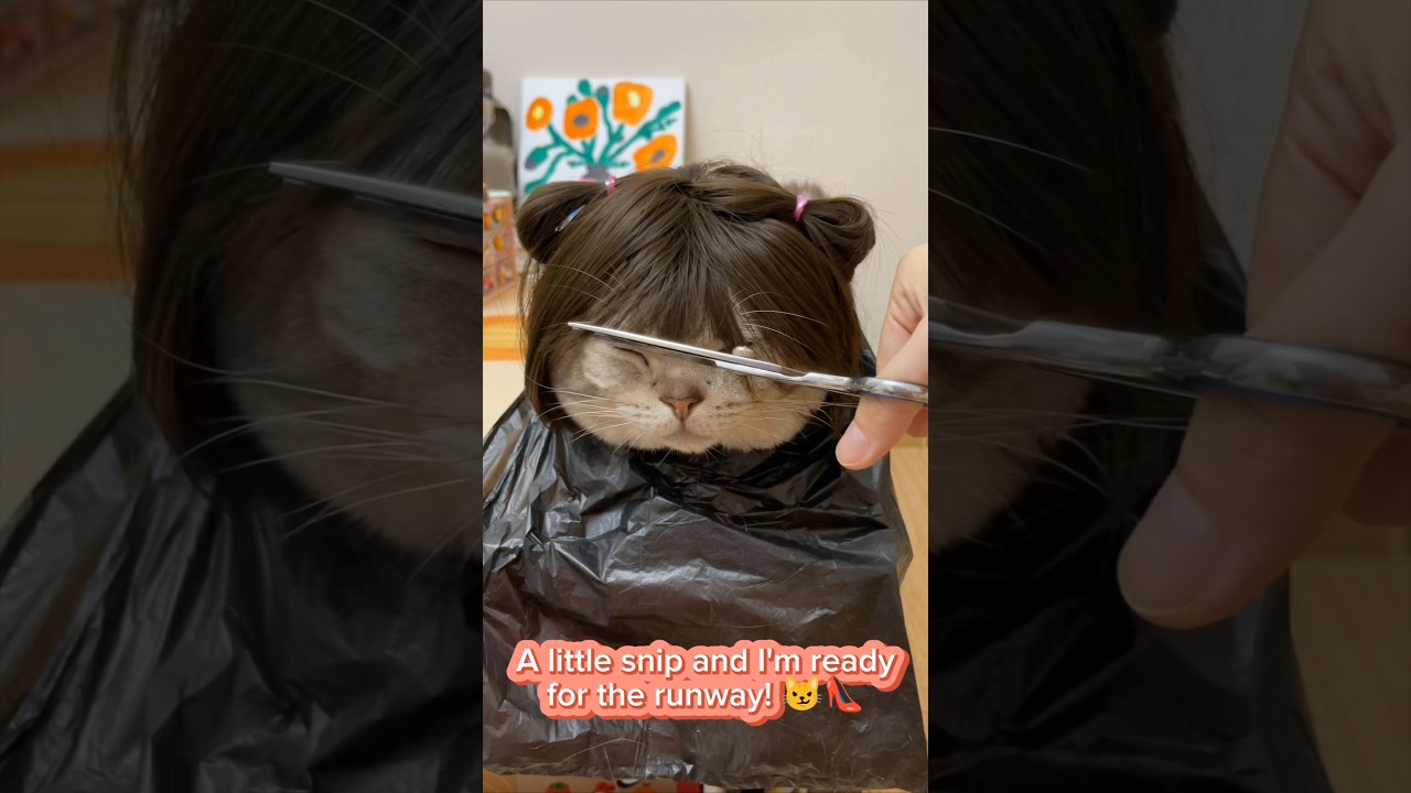 Cutest Cat Wig Transformation: Haircut Time #WigMakeover