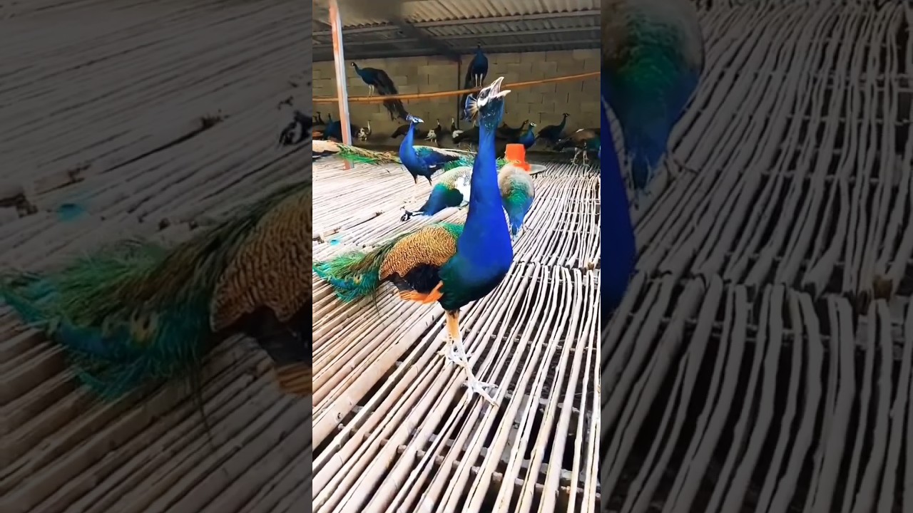 Cutest Peacock's cute sound #peacock #viral #florist786 #moor #reels