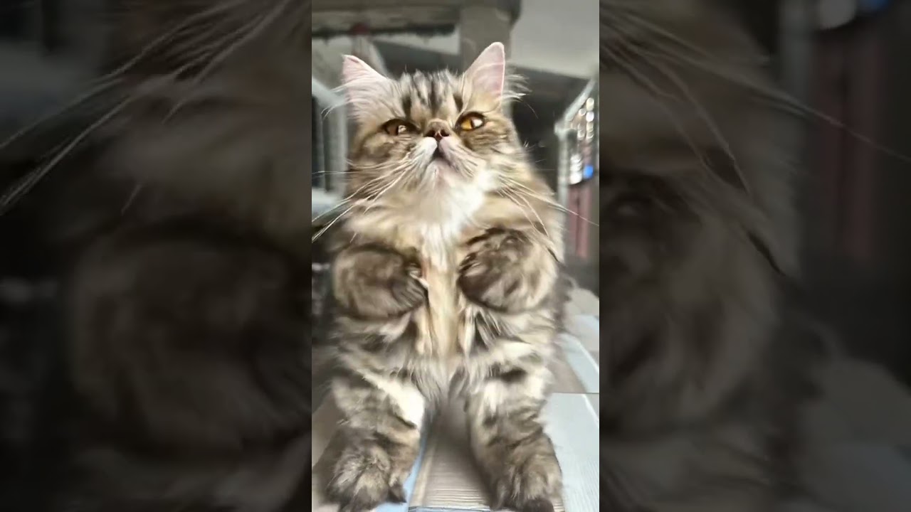 Cutie 🤣 🥰🥰 #reels #cutecat #shortvideo #cat #shorts #trending #trendingshorts #trend