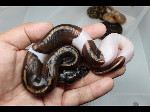Cutting another Awesome Ball Python Clutch!