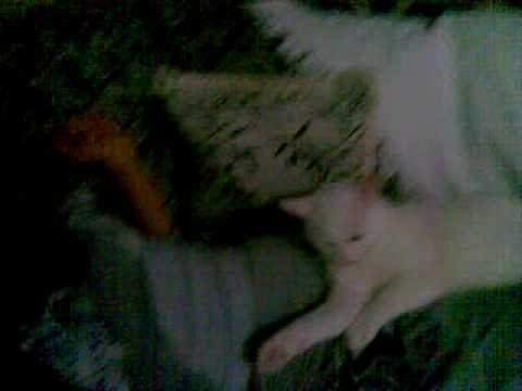 Da e gata Peitinho