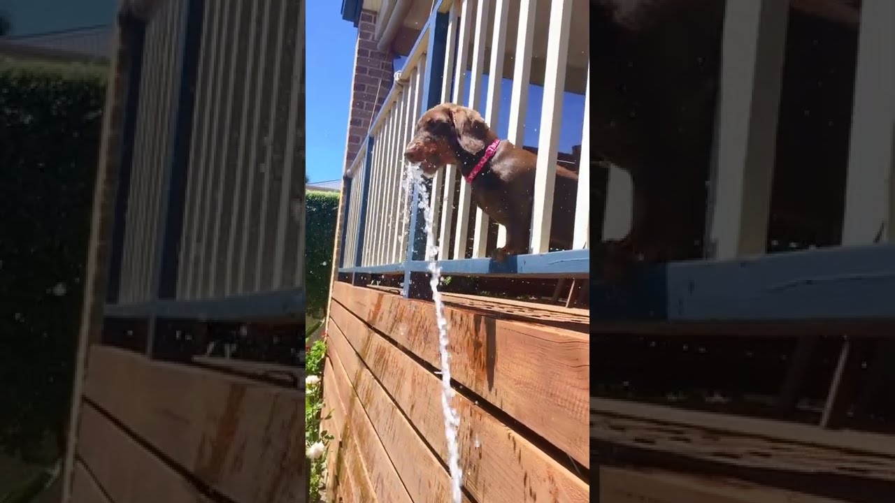 Dachshund Dog vs. Water Hose