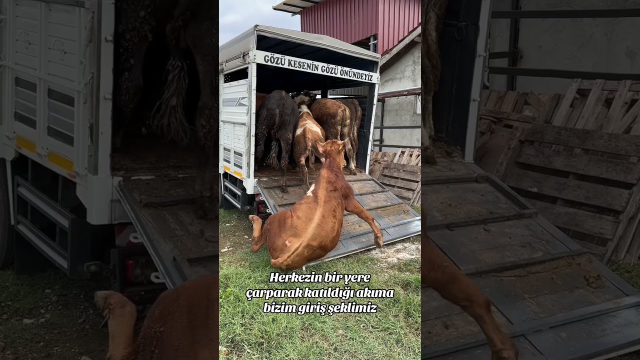 #dana #automobile #kurbanlık #cow #bull #animals #ahır #koyun #kalite #inek #kurbanlık #2025kurban