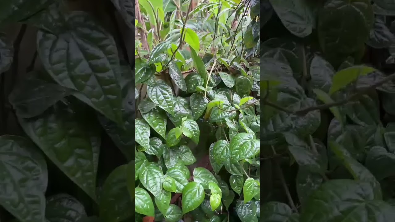 Daun sirih banyak khasiatnya#Betel Tree #Mini garden#short