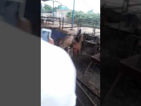 DAYMA. Got. FARM