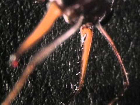Deadly Australians Bulldog Ant.mov