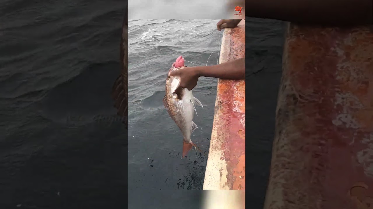 Deep Sea Fishing for Rosy Snapper #fishing #fishingvideo #fishingtime