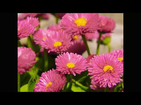 Demet Akalın - Toz Pembe (slowed+reverb)